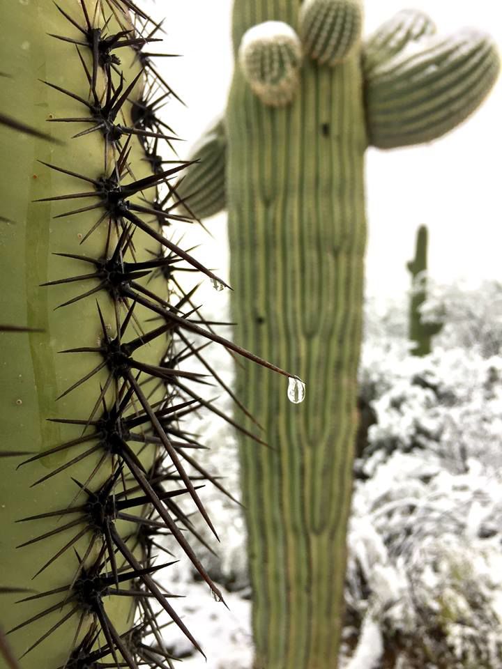 Snow in Saguaro National Park